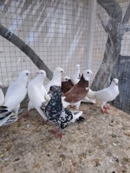 eşşək şəkilləri: Başlıq: 10 Manata nə görürsünüzsə göyərçinlər – Bakı, Digah Təsvir