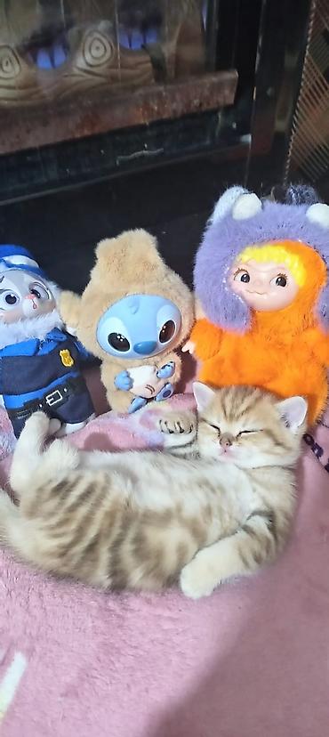 Pişiklər: Britan, Yaxşı əllərə — 16