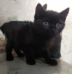 куда отдать кошку бишкек: 3 месяца, Девочка, Метис, Приучена к лотку, Проглистована