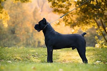 pepco psi: Na prodaju prelep mužjak Cane Corso, star 2,5 godine. Socijalizovan — 3