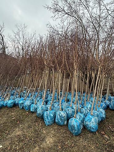 Tinglər: Salam isdenilen nov meyve tinglerini ve dekorativ aqaclari tam orjinal — 15
