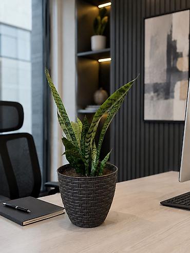 güldəfnə bitkisi: Sansevieria – otaq bitkisi - Növ: Sansevieria trifasciata zolaqlı — 1