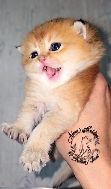 Продажа кошек: Скотиш Фолд (Шотландская вислоухая), 1 месяц, Мальчик, Золотая шиншилла, Приучена к лотку — 12