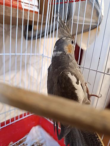 taxta qəfəs: Nimfa (Cockatiel) papağanı və qəfəs dəsti - Növ: Nimfa (cockatiel) – — 2