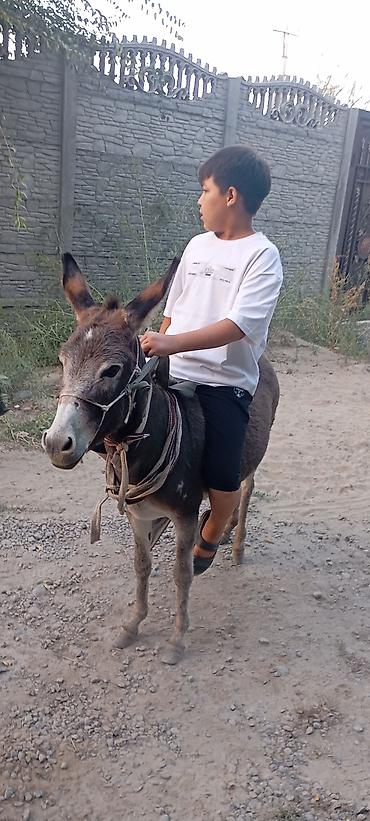 куплю ишака: Продается ослик ишак. Даём в аренду . Молодой . Девочка . Обученная — 5