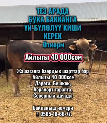 работа на сто: Талап кылынат Малчы, Төлөм Келишим түрдө, Окутуу