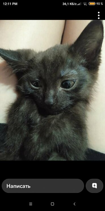 сколько стоит шотландская кошка: Маленький черный котенок с короткой шерстью и выразительными глазами