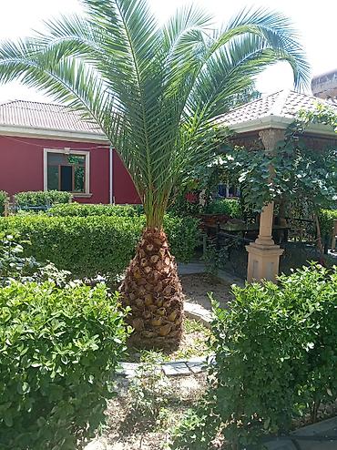 dekarativ ağaclar: Dekorativ xurma palması (Phoenix canariensis) - Bağ və həyət üçün — 1