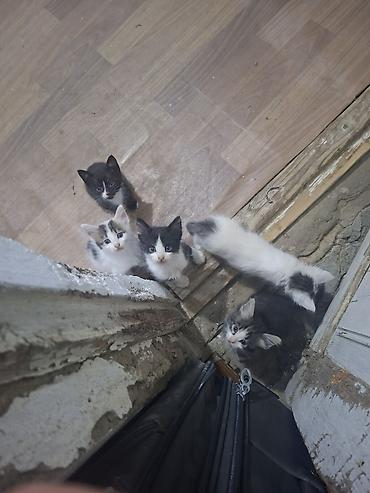 pişik cutleşdirmek: Pulsuz pisik balalari. 1 ayliqdirlar. lotoka gedirler. saglam ellere — 2