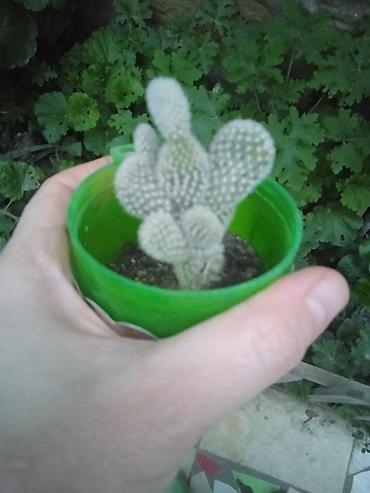 Otaq bitkiləri: Сциндапсус N-Joy — 8