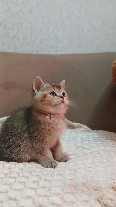 Pişiklər: Britan — 9