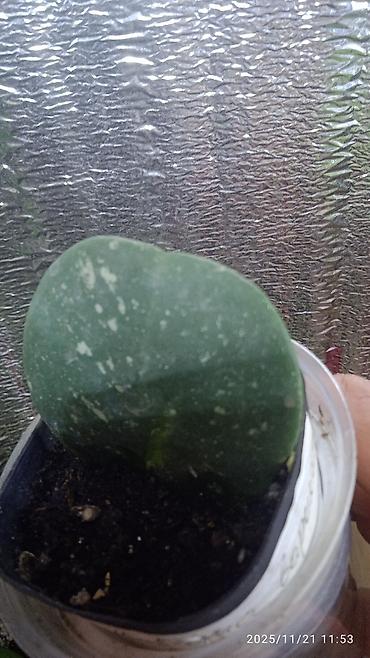 Хойи: Коллекционные хоии (Hoya) – несколько разновидностей в горшках и — 15