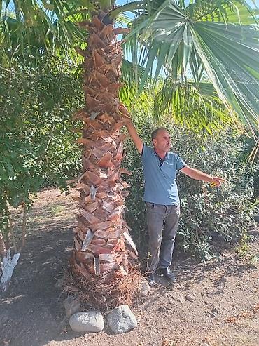 Ağaclar: Məhsul: Dekorativ palma ağacları (Trachycarpus/Vindozaya bənzər yelpik — 15