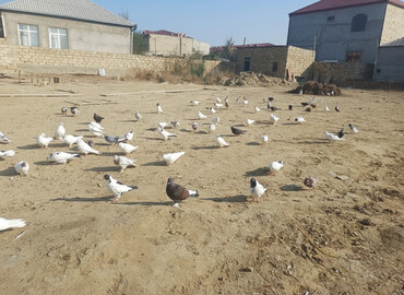 Göyərçinlər: Məhsul: Göyərçin sürüsü Təsvir: - Şəkillərdə müxtəlif rəng və — 1