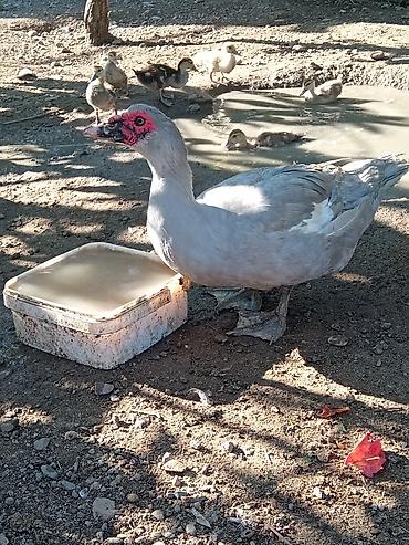 Утки: Salam.Lavanda lal ördəkləri satılır.1il4 aylıqdılar,2 erkək 1 dişi — 6