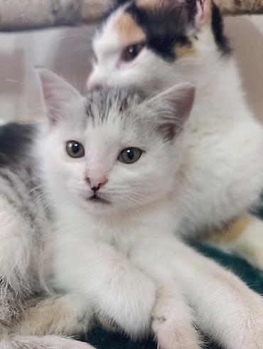 Отдам даром кошку: Отдам в добрые руки милых и ласковых котят!!! Котята, окрас — 6