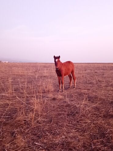 Atlar: Dişi, il: <1 -da lalafo.az — 4 Atlar: Dişi, il: <1 — 4