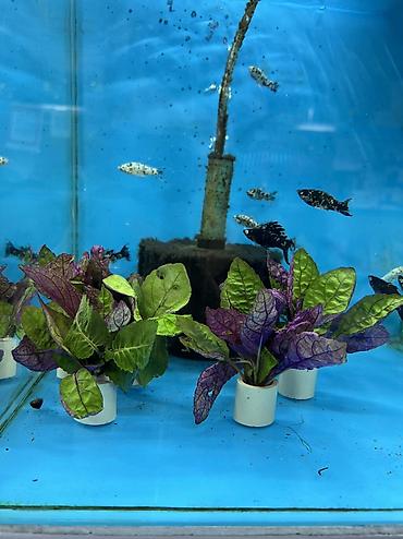 Аквариумы: Рыбки | Аквариумы | Оборудование | Аксессуары | Растения Богатый опыт — 32