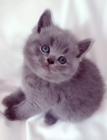 купить кота персидского: Отдам котят помесь с персидской кошечкой . в добрые и заботливые