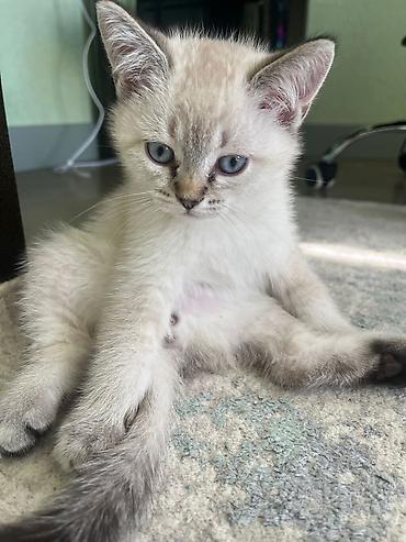 Pişiklər: Yaxşı əllərə — 5