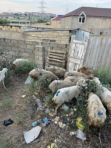 jersey cinsi: Qoyun sürüsü – yerli cins qarışığı - Təyinat: ət və damazlıq üçün — 3