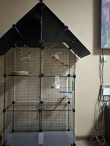 попугая: 🦜 Продаю волнистого попугая вместе с большой клеткой Попугай — 3