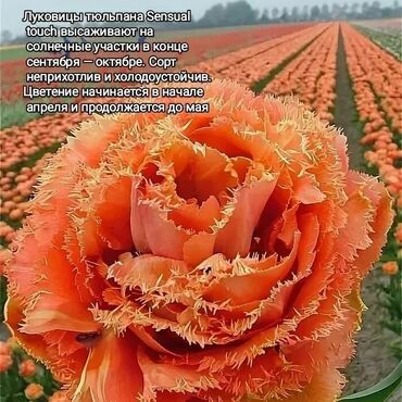 луковица тюльпана купить в Кыргызстан | Куплю дом: Сортовые тюльпаны, Луковицы! Пишите,где можно посмотреть