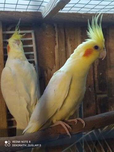 Tutuquşları: SALAM ENDİRİMLƏRƏ DAVAM. 💥🔥.HAZIR DANIŞAN QUŞLAR SATILIR!!!!!! Yaş — 10