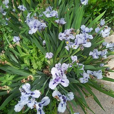 Другие садовые цветы и кустарники: Продаю разные цветы,злаковые: овсяница сизая,мискантус от 200с — 21