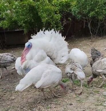 Toyuqlar: Toyuq, Damazlıq, Pulsuz çatdırılma -da lalafo.az — 20 Toyuqlar: Toyuq, Damazlıq, Pulsuz çatdırılma — 20