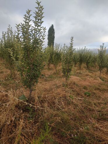 Продажа участков: 78 соток, Для строительства, Тех паспорт, Договор дарения — 7