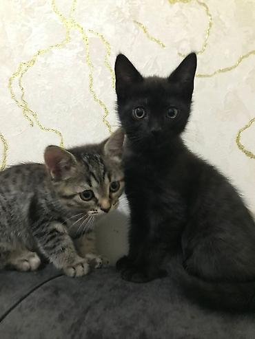 Pişiklər: Yaxşı əllərə — 3