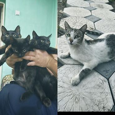 котят ош: 🐾 Ищут любящий дом 4 замечательных котика! 🏡❤️ Отдаются в добрые и — 1