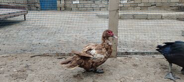 Inəklər, öküzlər: Dişi, | Lal ördək, Damazlıq, Ödənişli çatdırılma