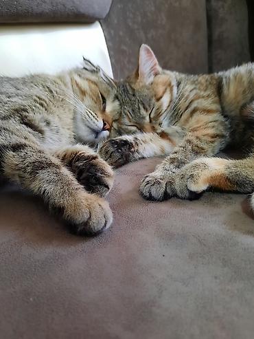 Отдам даром кошку: 6 месяцев, Девочка, Приучена к лотку — 13