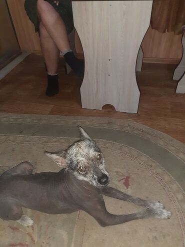 дратхаар купить в бишкеке: Собака мелкого/среднего размера, бесшёрстного типа (голая собака)