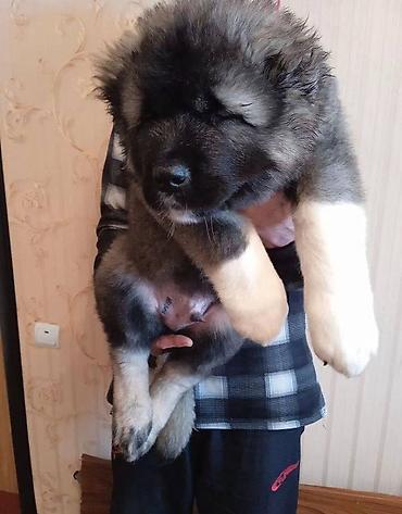 pitbul satilir: Qafqaz çoban iti, 2 ay, Erkək, Sənədli, Pulsuz çatdırılma — 3