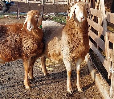 Баран, овца: Продаю | Ягненок, Баран (самец) | Для разведения | Племенные, Осеменитель — 4