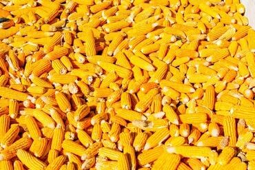 кукуруза в початках: Продается кукуруза в початках. В наличии около 8-10 тонн. Чистая