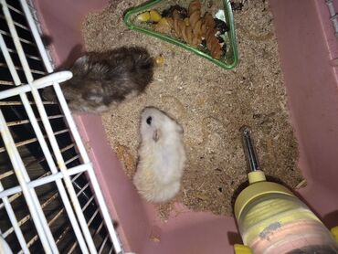 Грызуны: Hamsterlər üçün komplekt qəfəs və aksesuarlar - Rəng: çəhrayı altlıq