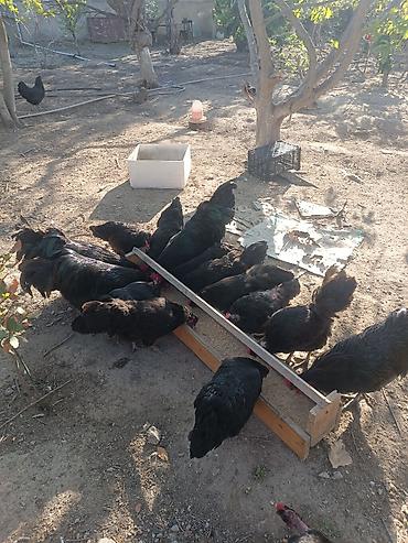 xoruz suvinir: Unvan Sumqayit 17 eded Avstralorp toyuqlari ve xoruzlari. Temiz saf — 4