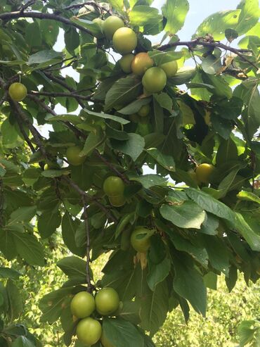 Bağ evlərinin satışı: Xudat, 80 kv. m, 8 otaq -da lalafo.az — 8 Bağ evlərinin satışı: Xudat, 80 kv. m, 8 otaq — 8