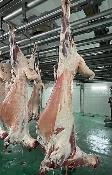 араба телешка: Продаю баранина тушу 
Баранину 
Баранина 
Только по тушу 
Козу Кой — 1