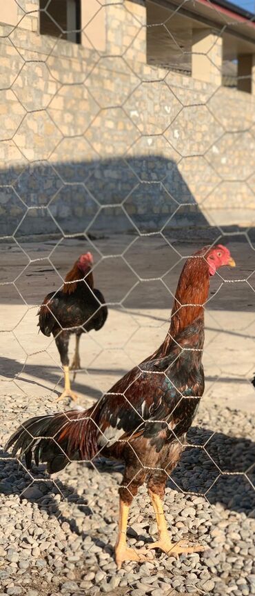 Xoruzlar: Xoruzlar — 7