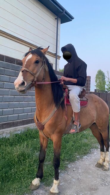 бойцовая птица: Продаю | Конь (самец) | Конный спорт