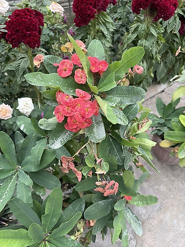 Үй жана бакча: Молочай Милла (Euphorbia milii) в горшке. - Кустистое — 2