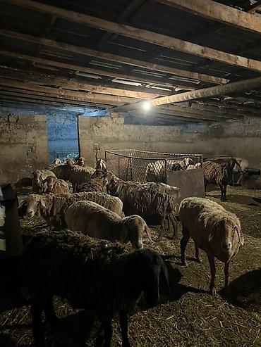 несушки куры: Продаю | Овца (самка) | Для разведения | Матка — 3