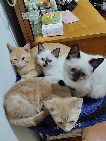 коты купить: Отдам в очень добрые руки. Котята спасённые. ждут своих любящих — 1