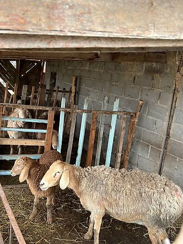 Баран, овца: Продаю | Овца (самка) | Арашан | Для разведения | Матка — 4