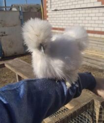 купить домашних курей: Продам подростков китайский шелк Описание: Предлагаются подростки